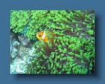 Helengeli 197